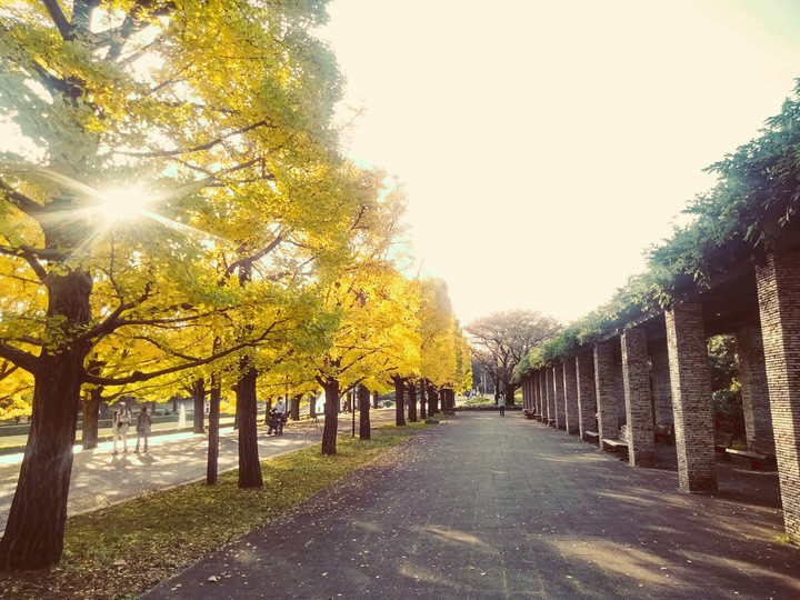 Ginkgo biloba