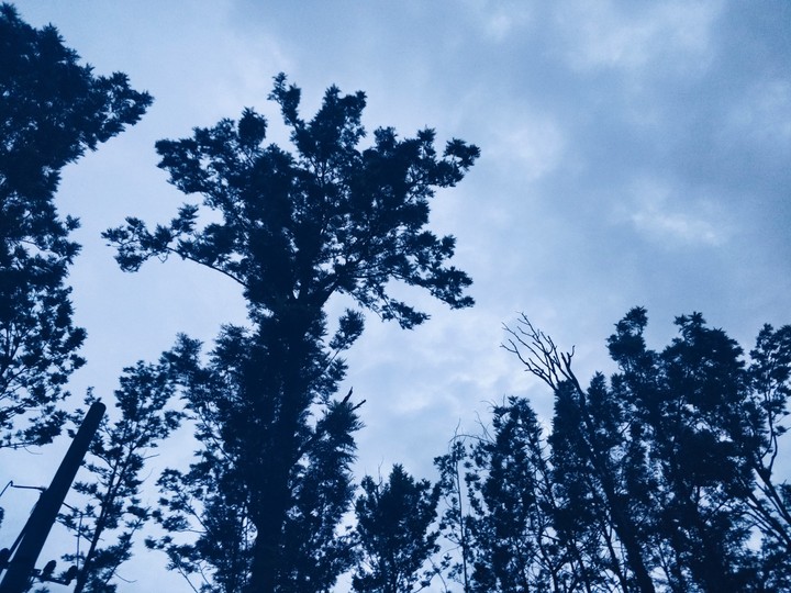 Tree silhouette