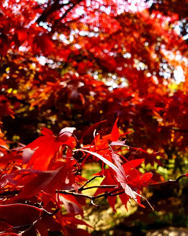 maple story
