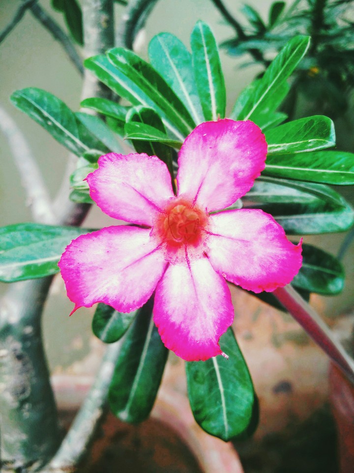 flower