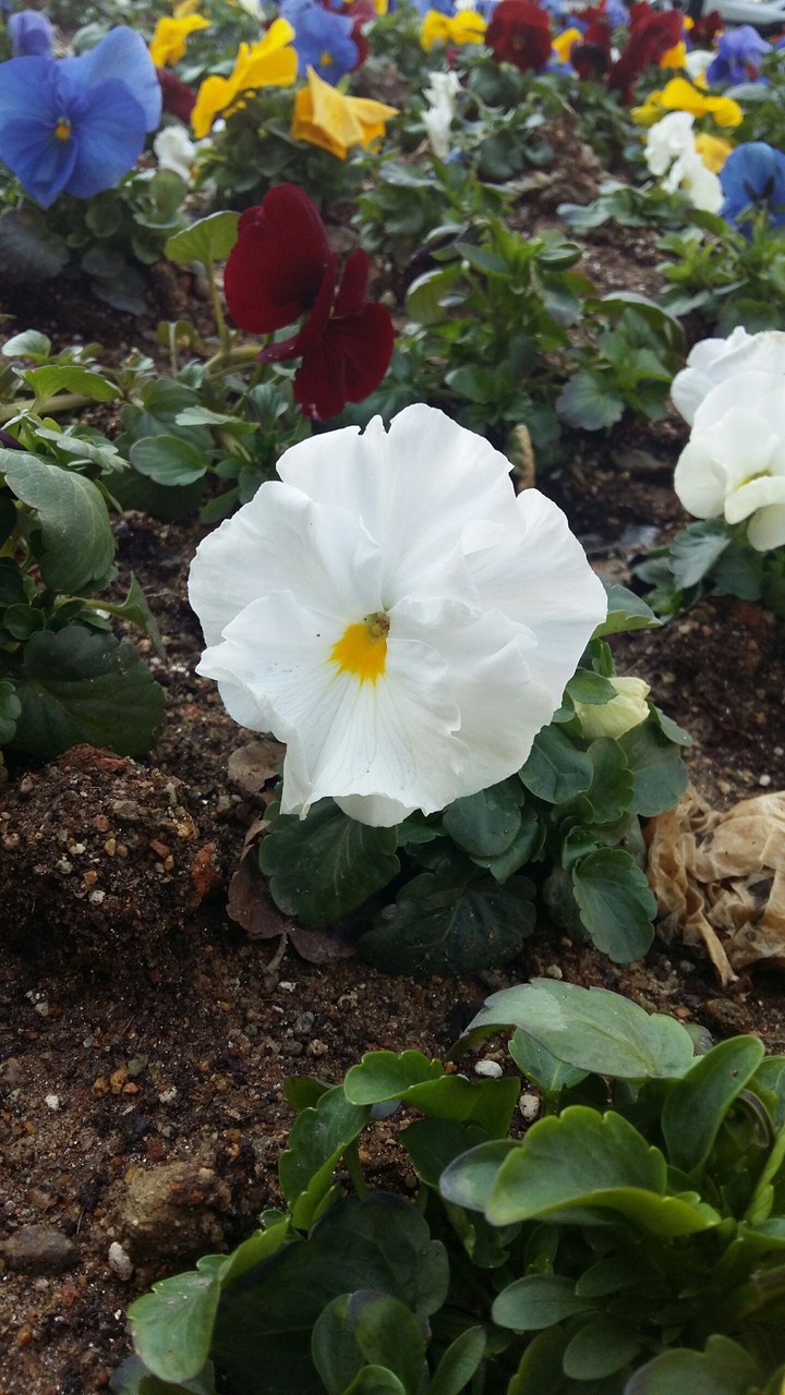 white flower