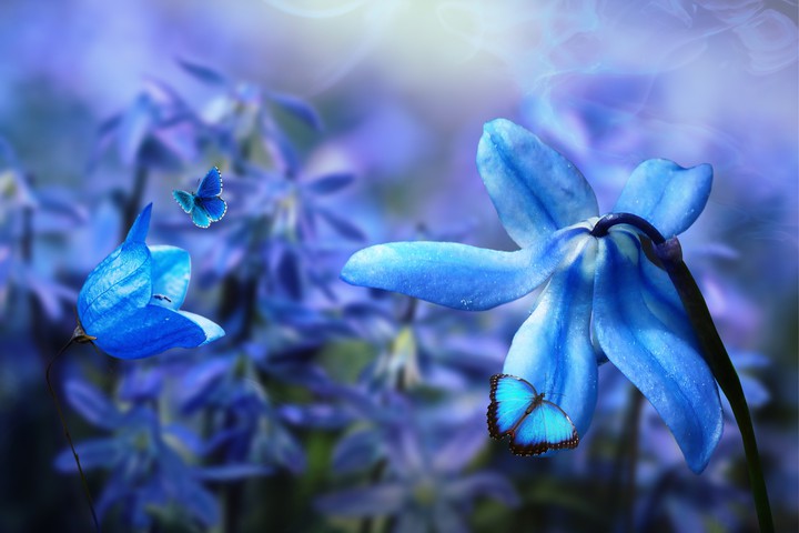 Blue Butterfly ♥️