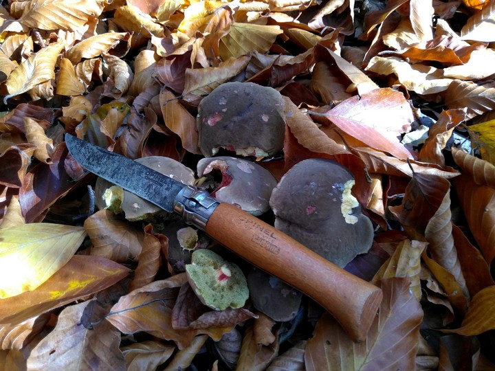 mushrooms and knife