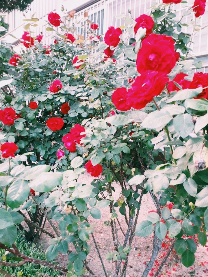 rose
