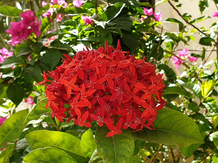 red flower