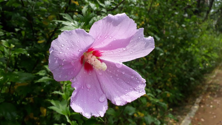 Mugunghwa flowers