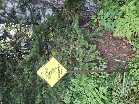 groundcover, fern Hintergrundbilder