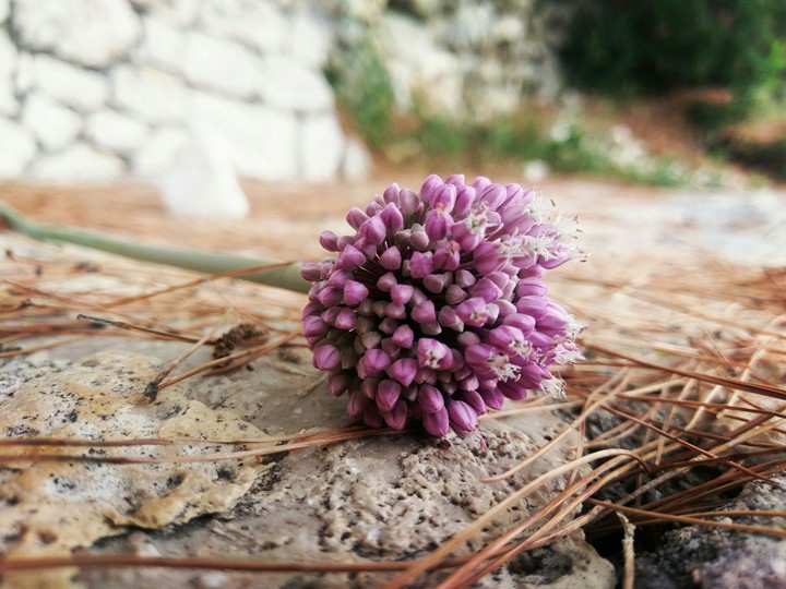 Onion flower