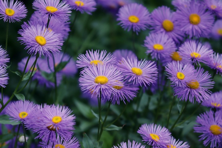 purple flowers.....