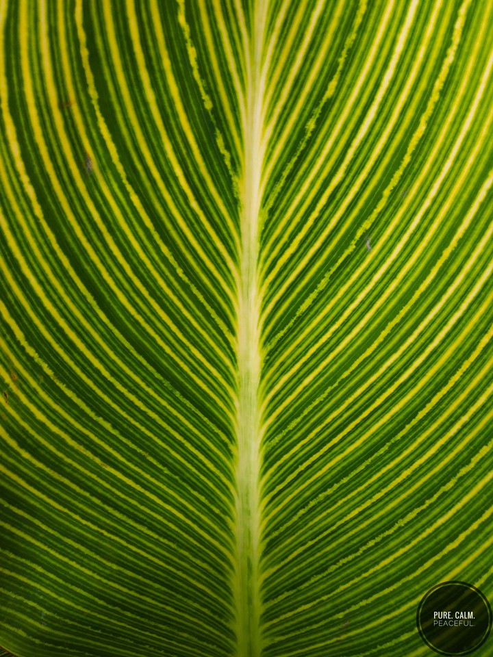 green leafs