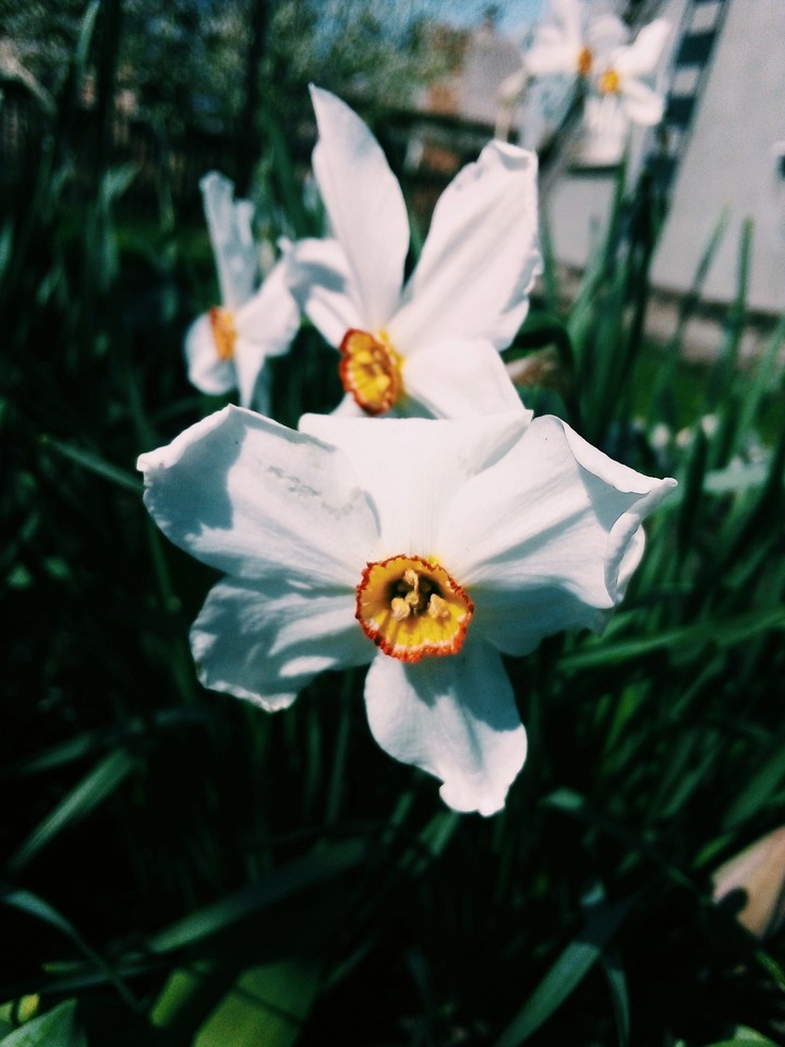 White_flowers