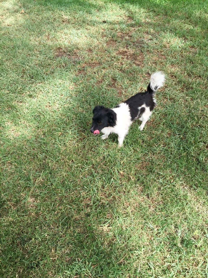 Dog walks