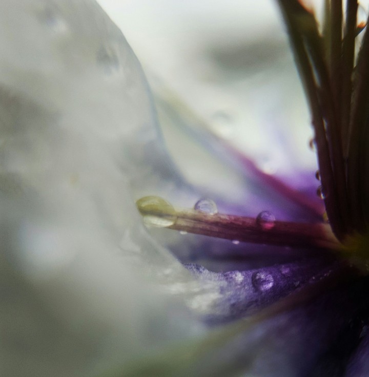 Nigella