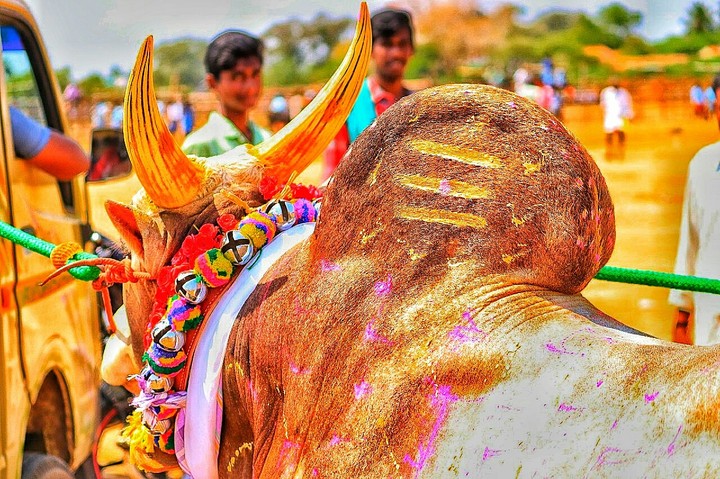 Manjuvirattu kaalai