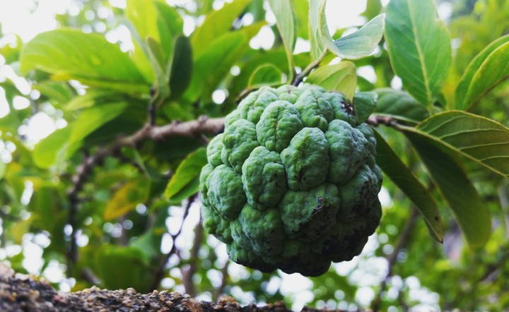 fruta pinha
