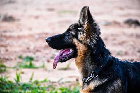 jack
