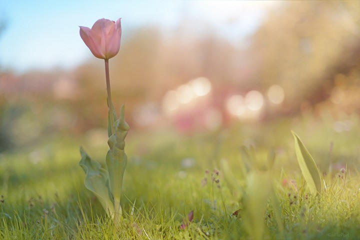 Blurry Tulip