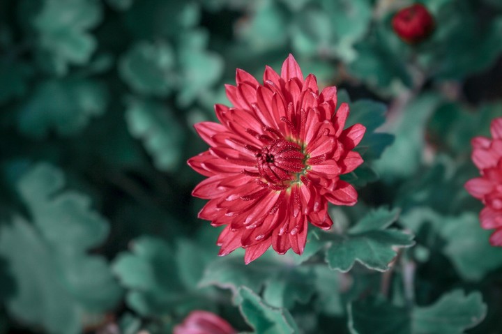 red flower