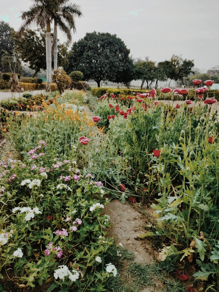 department of horticulture