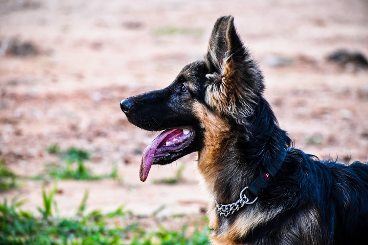 jack