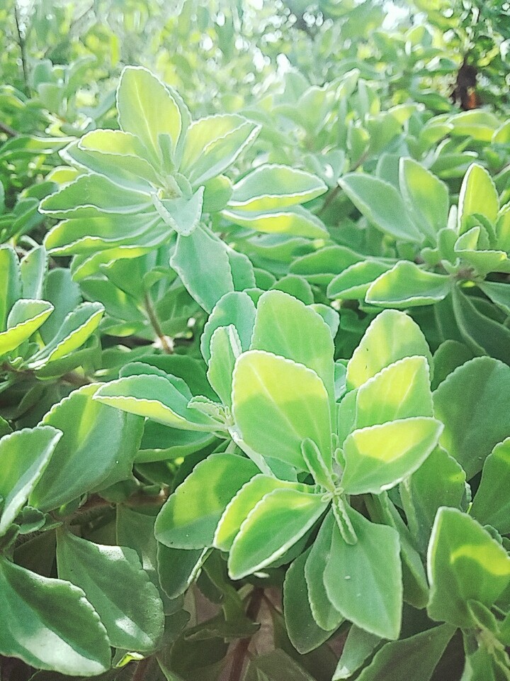 leafs