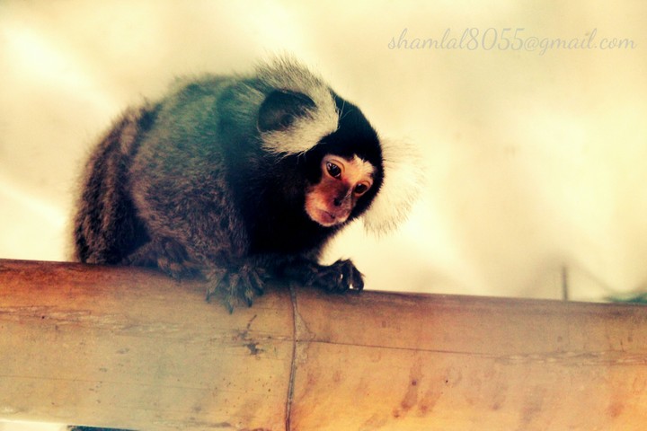 monkey