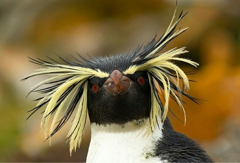 Beautiful bird..