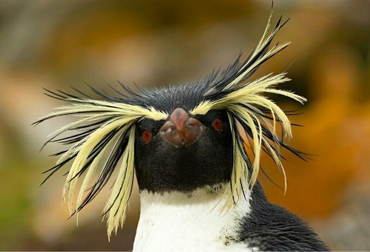 Beautiful bird..