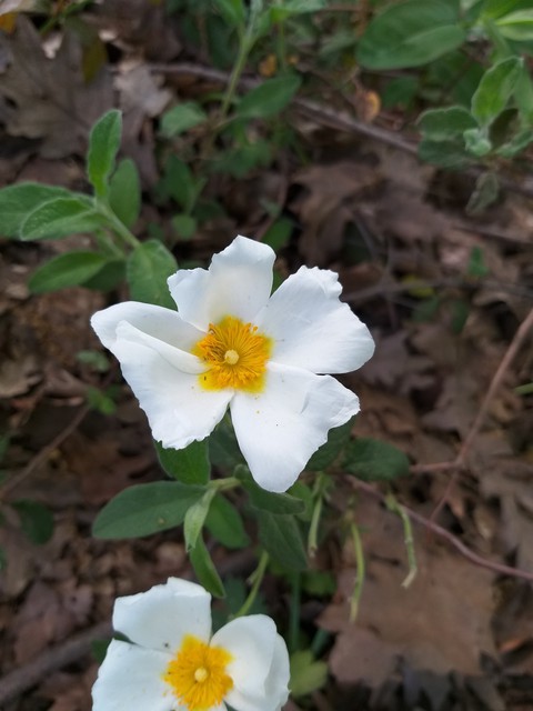 my click