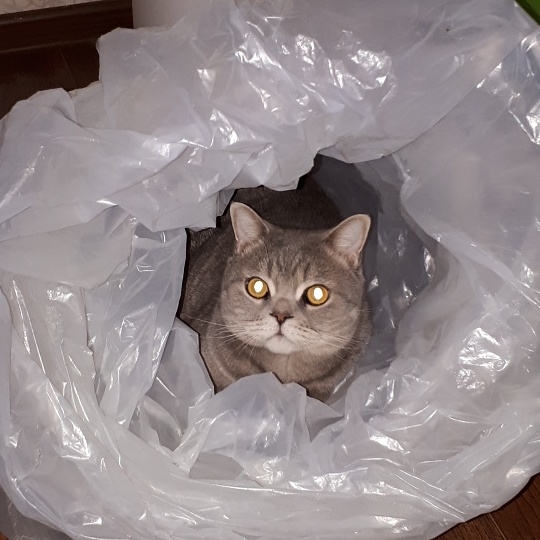котэ