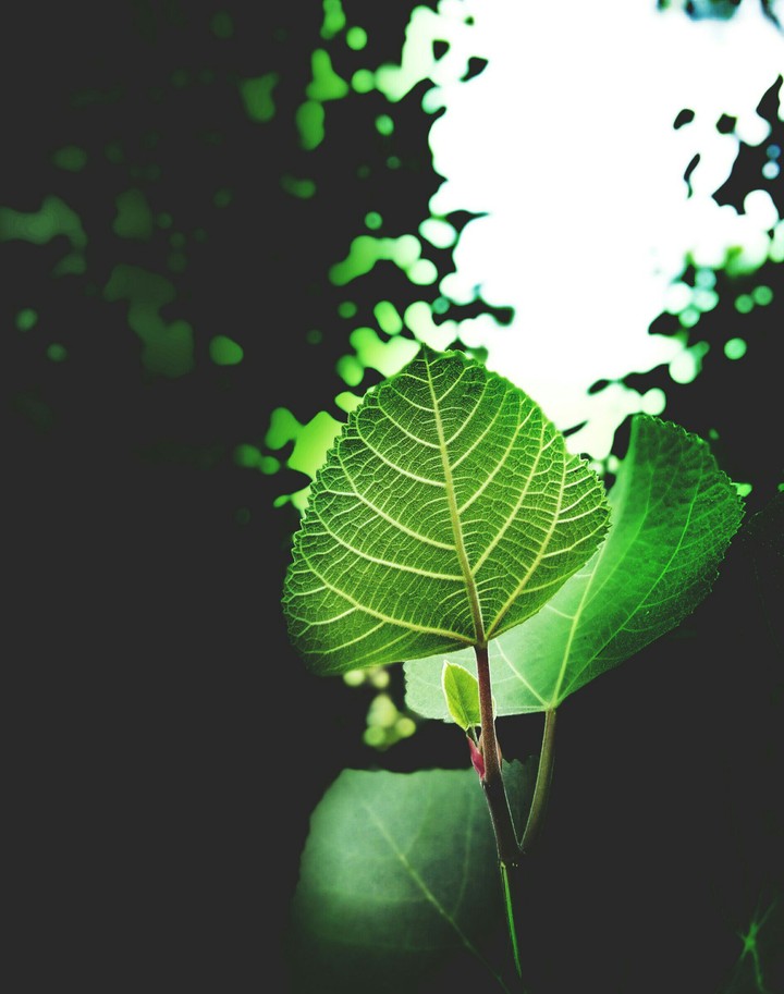 Go Green
