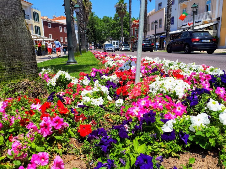 Flores de Cascais
