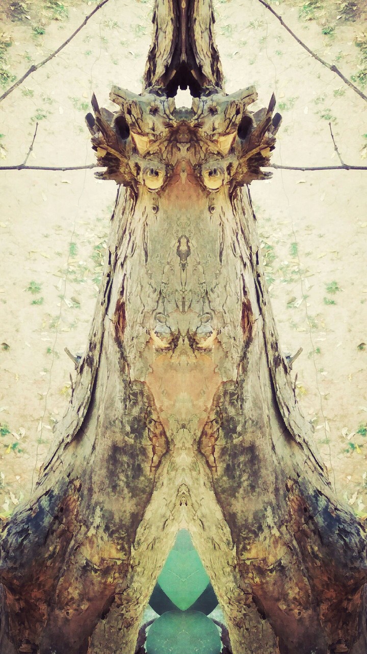 Face of tree
