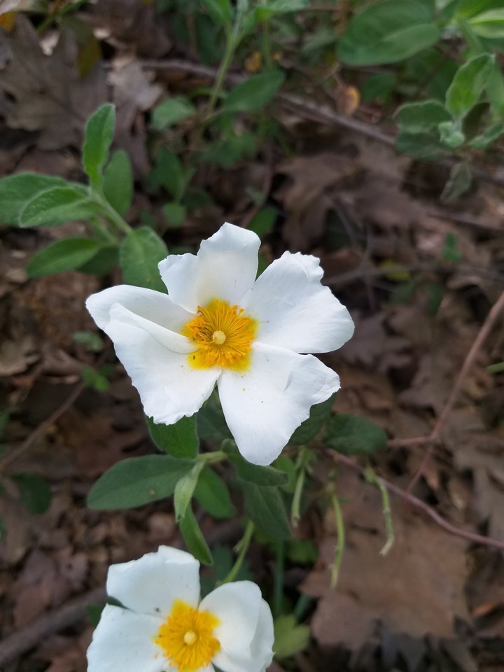 my click