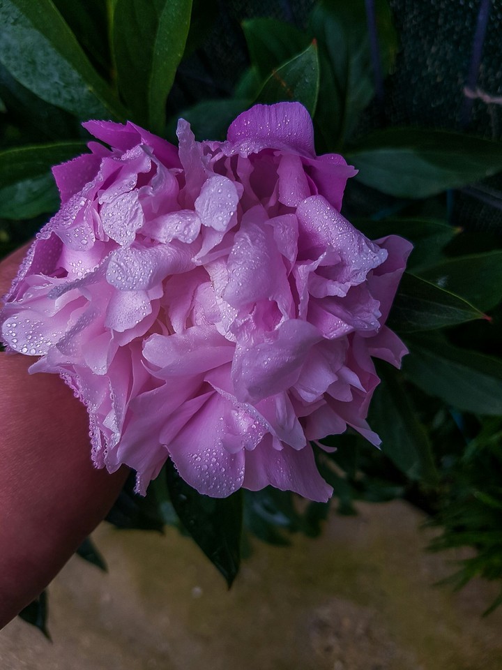 Flower