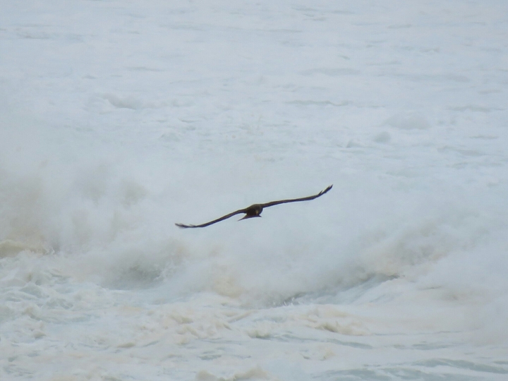 Magestic Eagle