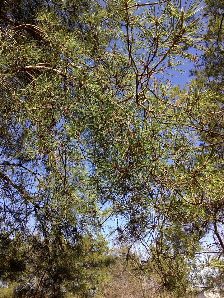 pine
