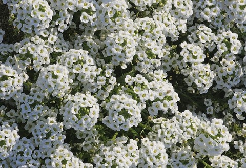 sfondi Garden, lobelias