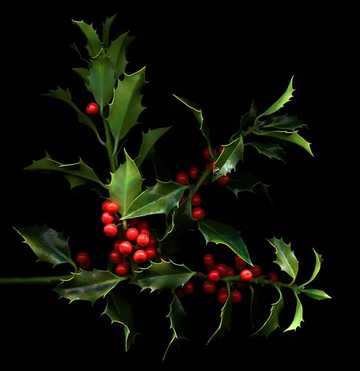 ❄️Holly ❄️
