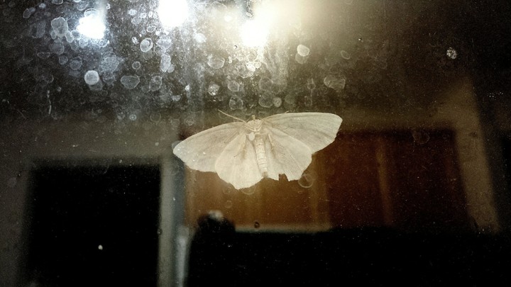 Moth