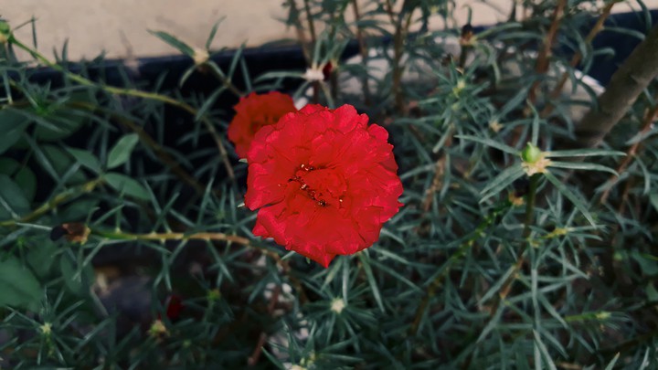 Mos Rose