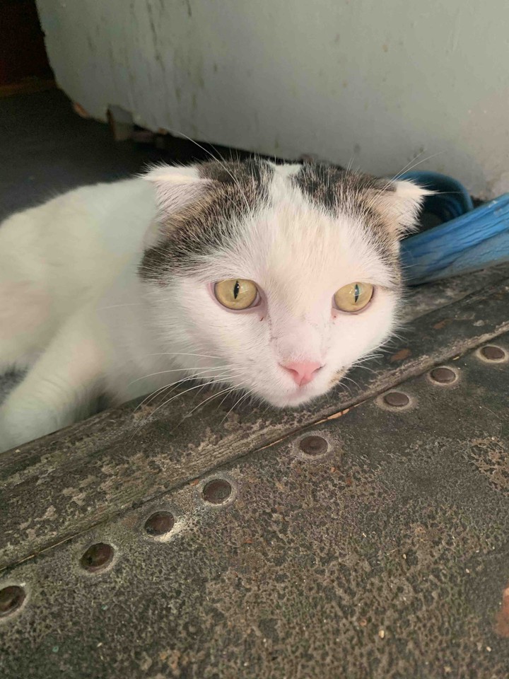 sad cat