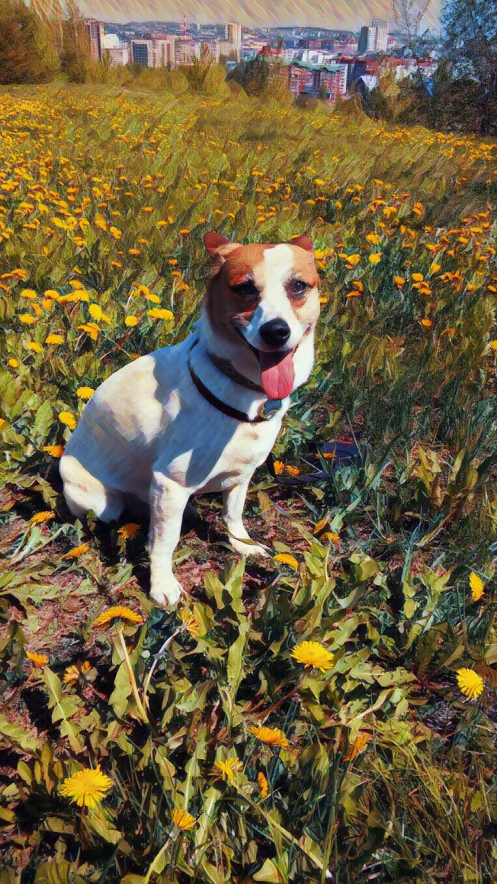 happy dog