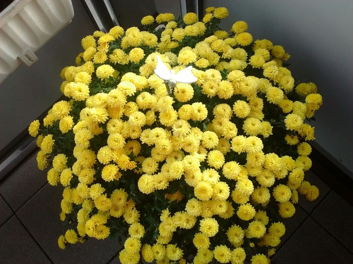 yellow flowers