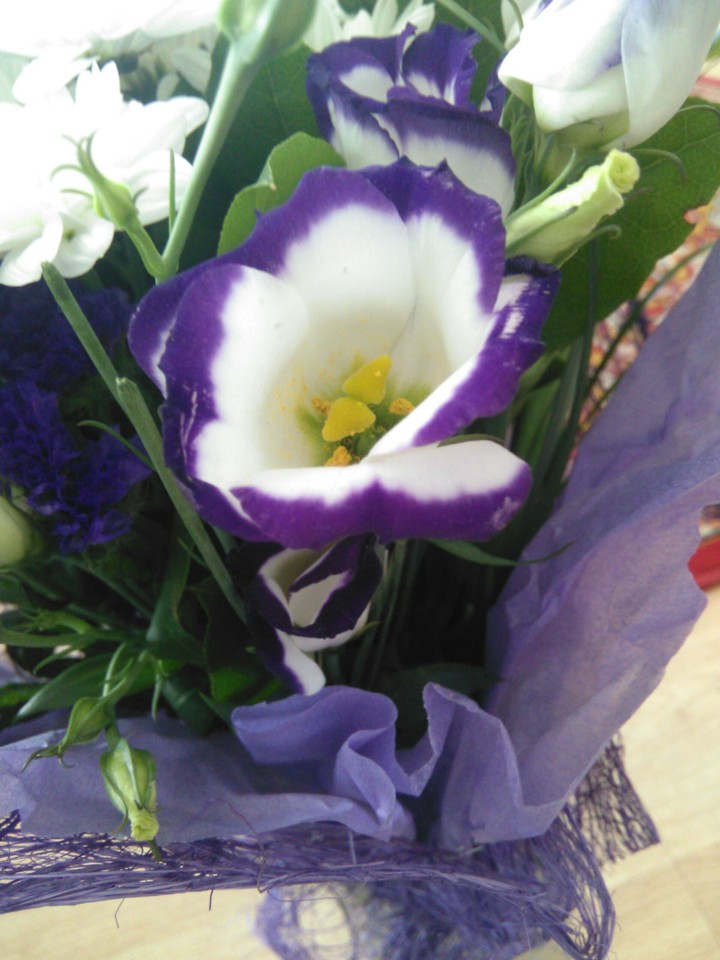 little purple flower