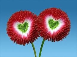 beautiful flower