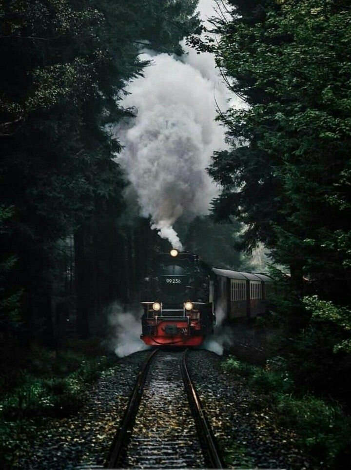 forest