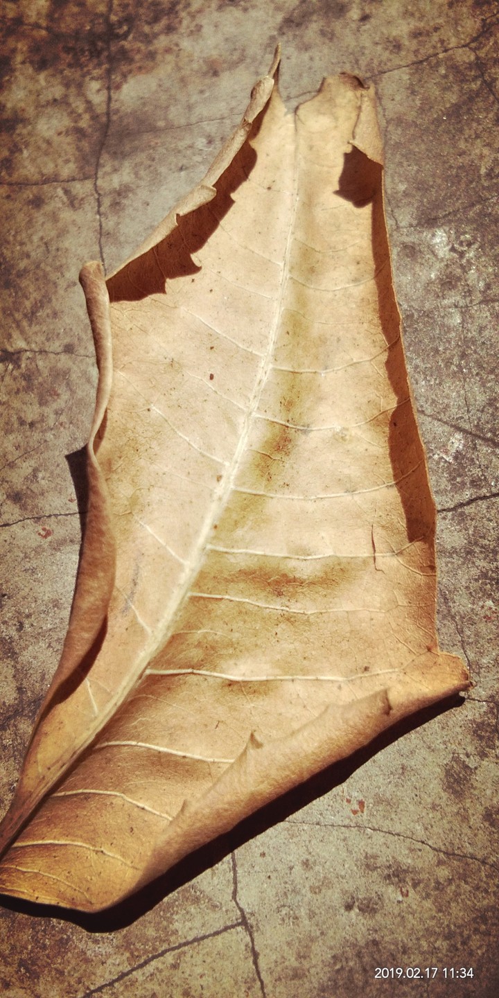 dry leaf
