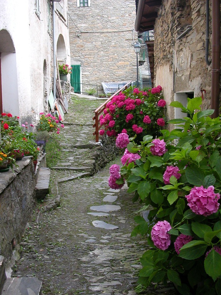 rosa