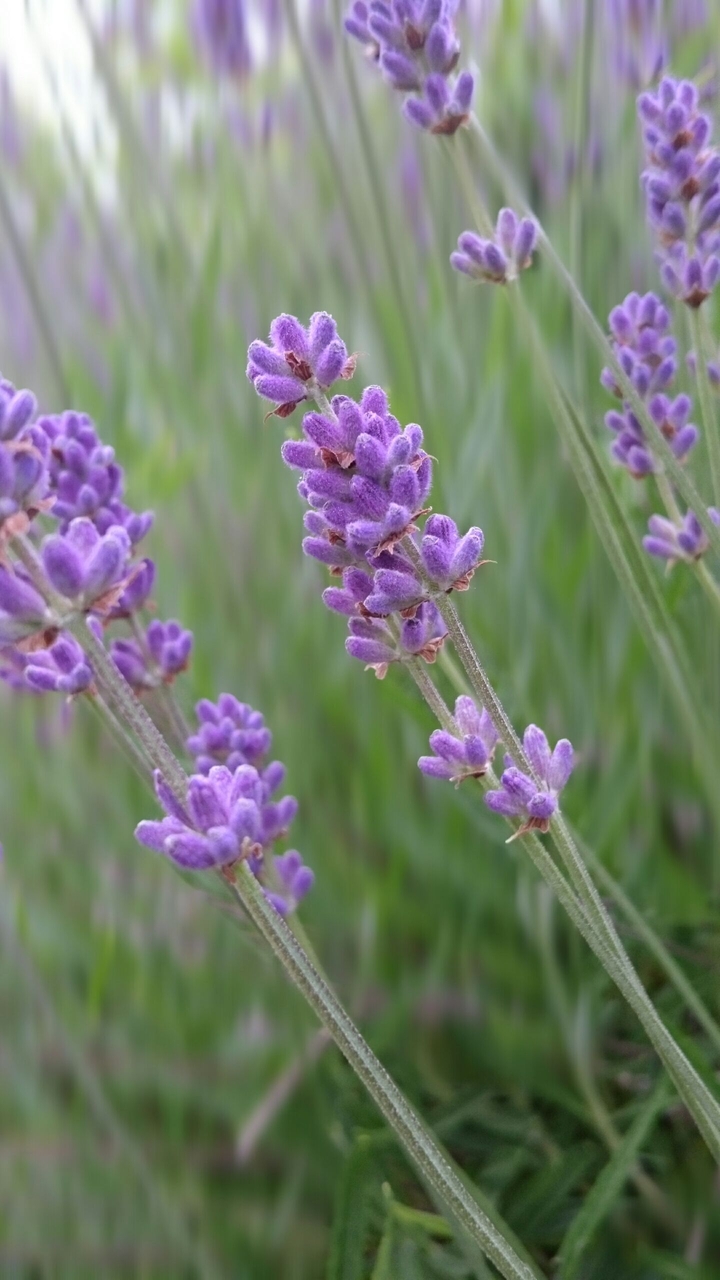 Lavendel